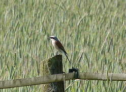 Red-backed Shrike