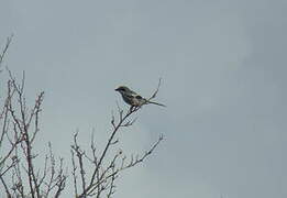 Iberian Grey Shrike