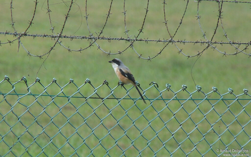 Long-tailed Shrike