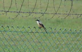 Long-tailed Shrike