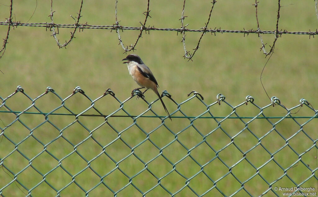 Long-tailed Shrike