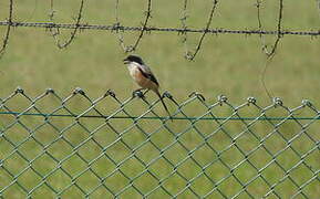 Long-tailed Shrike