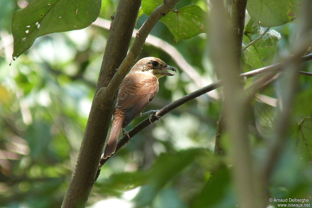 Tiger Shrike