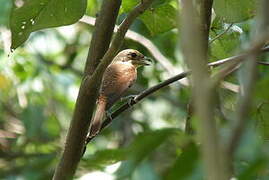 Tiger Shrike