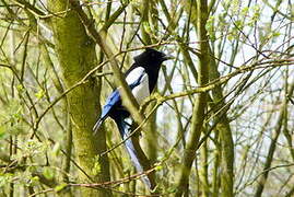 Eurasian Magpie