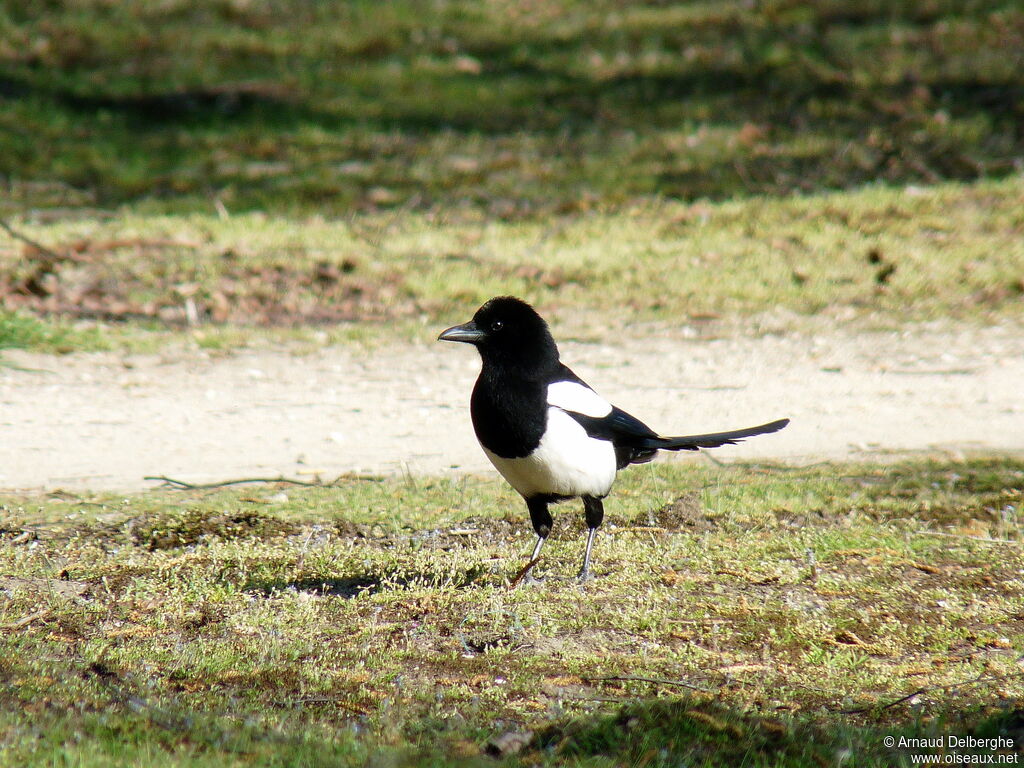 Eurasian Magpie