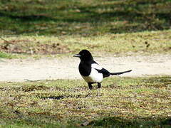 Eurasian Magpie