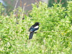 Eurasian Magpie