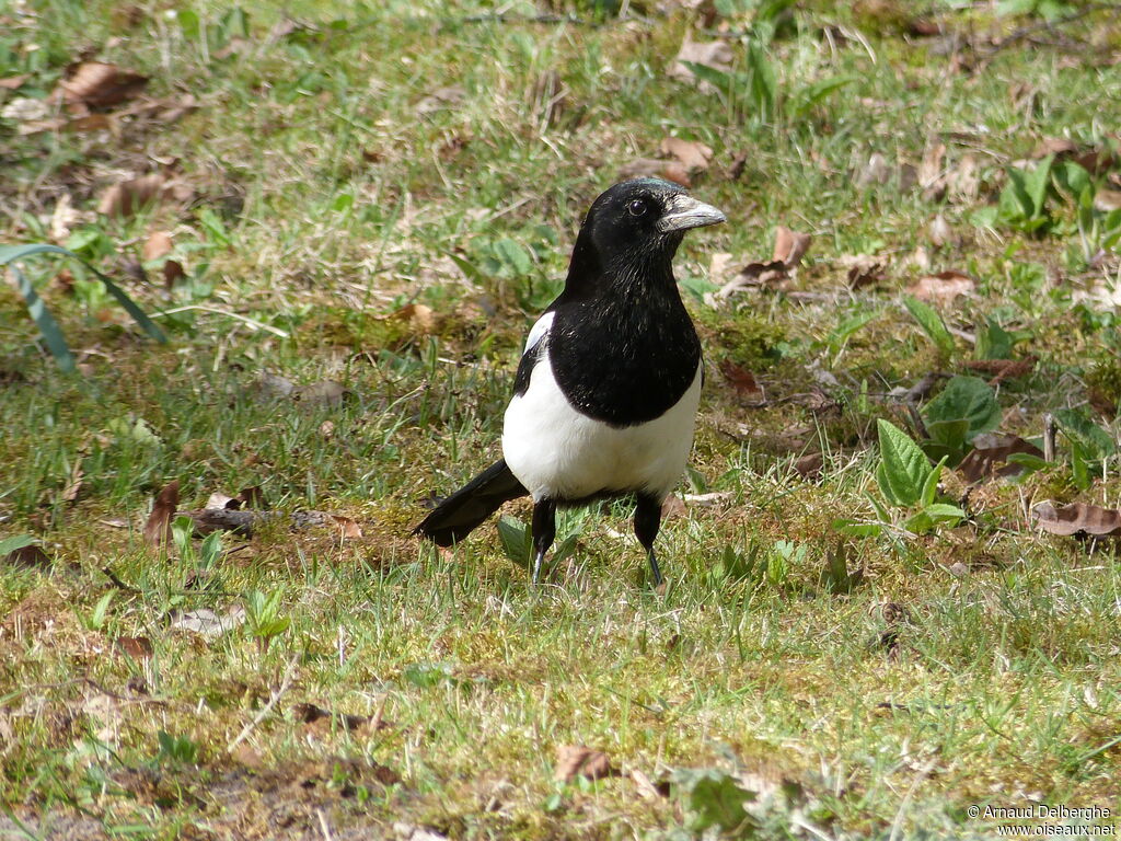 Eurasian Magpie