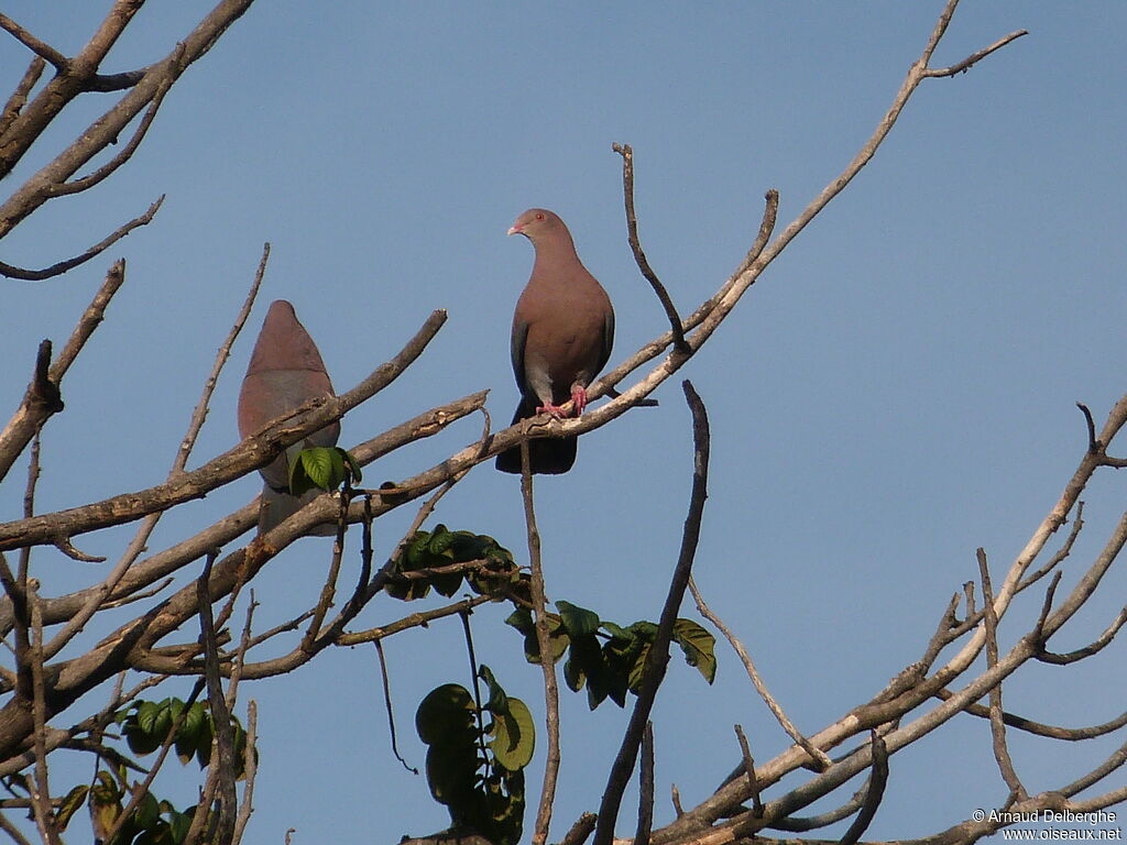 Red-billed Pigeon