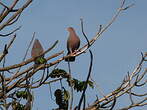 Pigeon à bec rouge