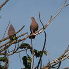 Pigeon à bec rouge