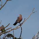 Pigeon à bec rouge