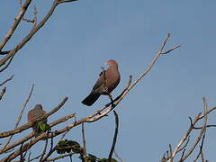 Red-billed Pigeon