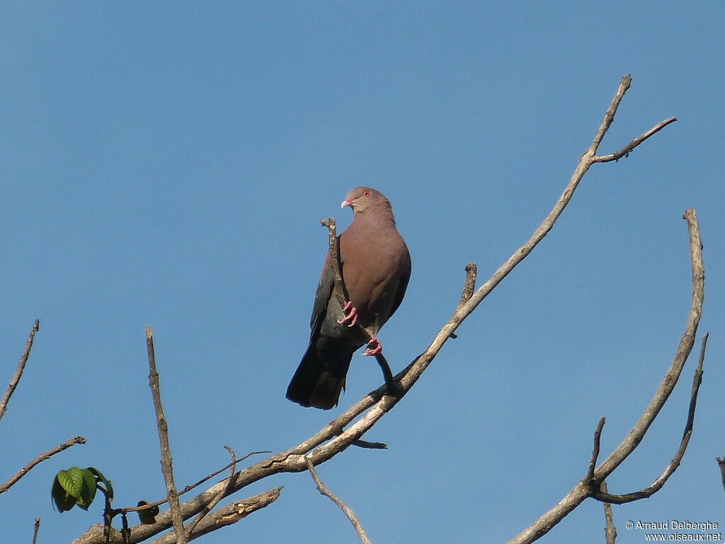 Red-billed Pigeon