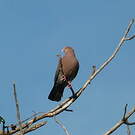 Pigeon à bec rouge