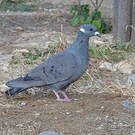 Pigeon à collier blanc