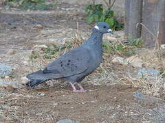 White-collared Pigeon