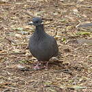 Pigeon à collier blanc