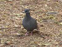 Pigeon à collier blanc