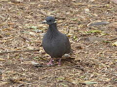White-collared Pigeon