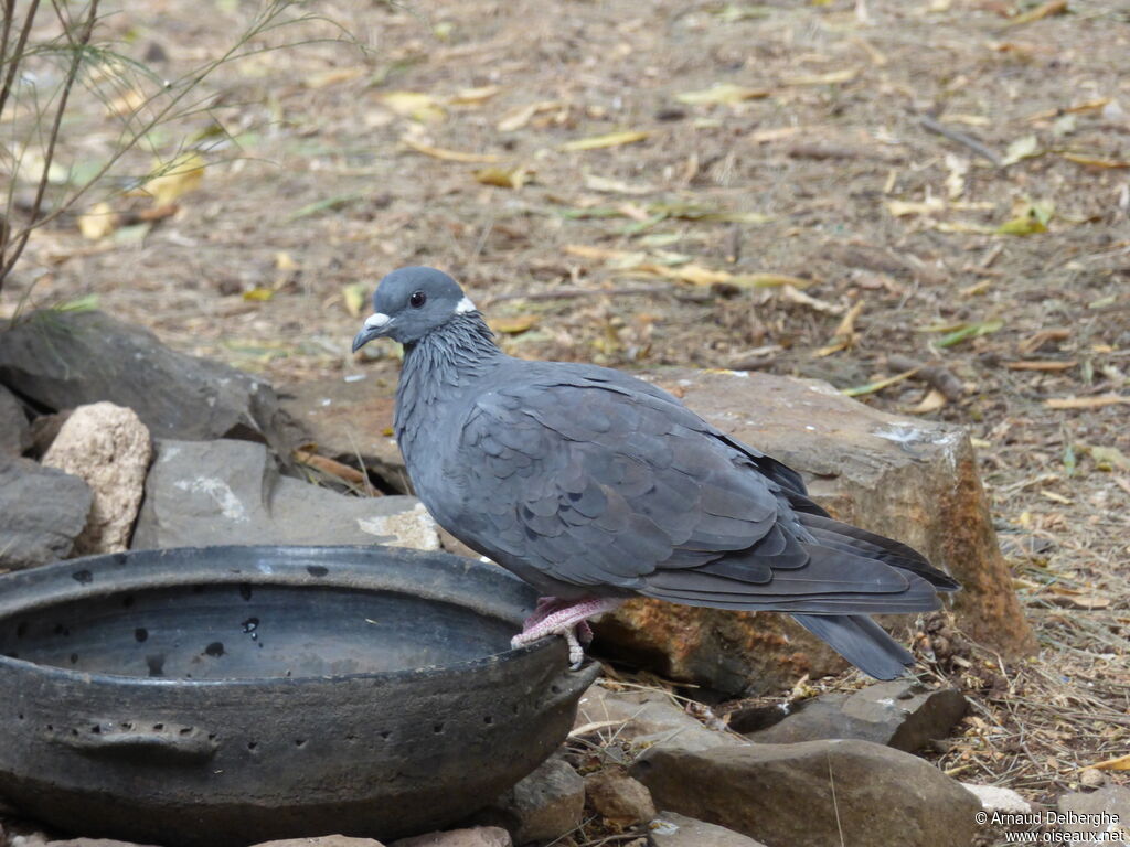 Pigeon à collier blanc