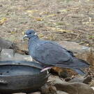 Pigeon à collier blanc