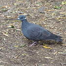 Pigeon à collier blanc