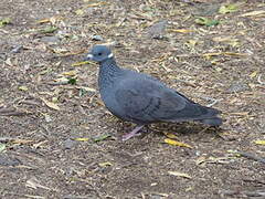 Pigeon à collier blanc