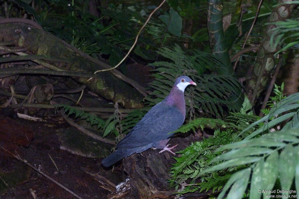Metallic Pigeon