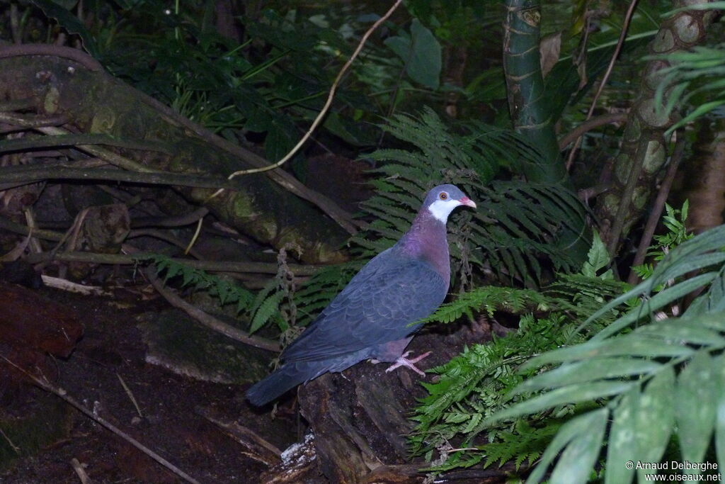 Pigeon à gorge blanche