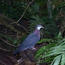 Pigeon à gorge blanche
