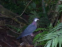 Pigeon à gorge blanche