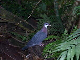 Pigeon à gorge blanche