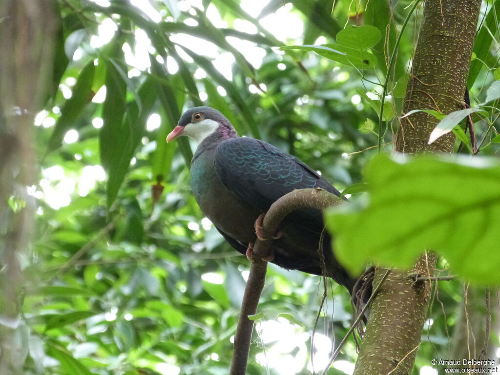 Pigeon à gorge blanche