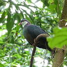 Pigeon à gorge blanche