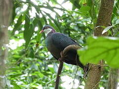 Metallic Pigeon