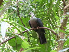 Pigeon à gorge blanche