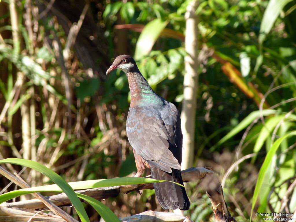 Pigeon à gorge blanche