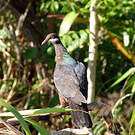 Pigeon à gorge blanche