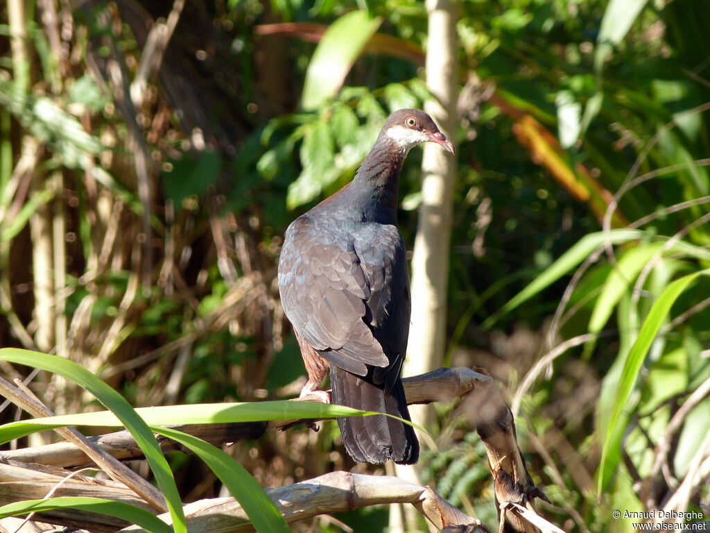 Pigeon à gorge blanche