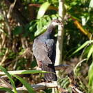 Pigeon à gorge blanche