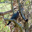 Pigeon à gorge blanche
