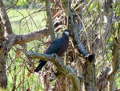 Pigeon à gorge blanche