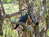 Pigeon à gorge blanche