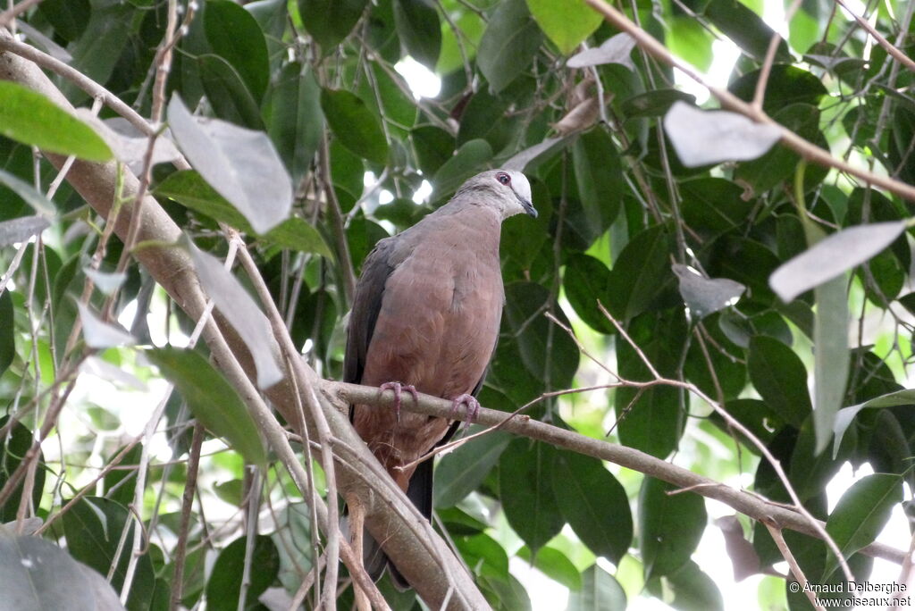 Pigeon à masque blanc