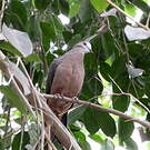 Pigeon à masque blanc