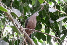 Pigeon à masque blanc