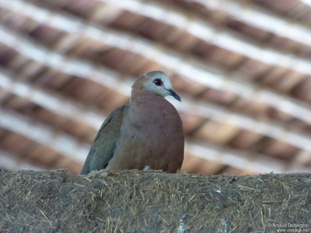 Pigeon à masque blanc