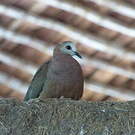 Pigeon à masque blanc